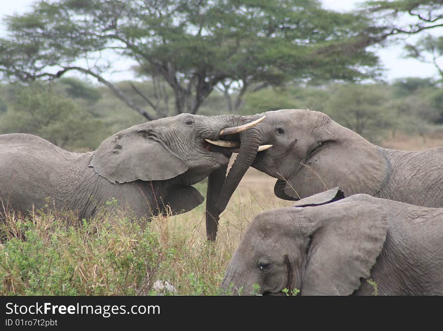 Elephants fighting