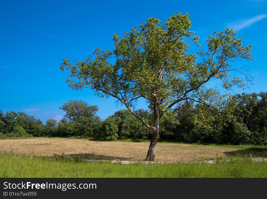 Green Country With Tree