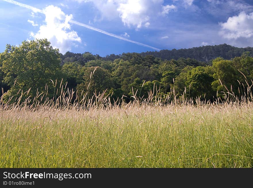 Green Country With Tree