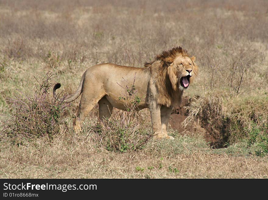 Male lion yawning, Kruger National Park, South Africa