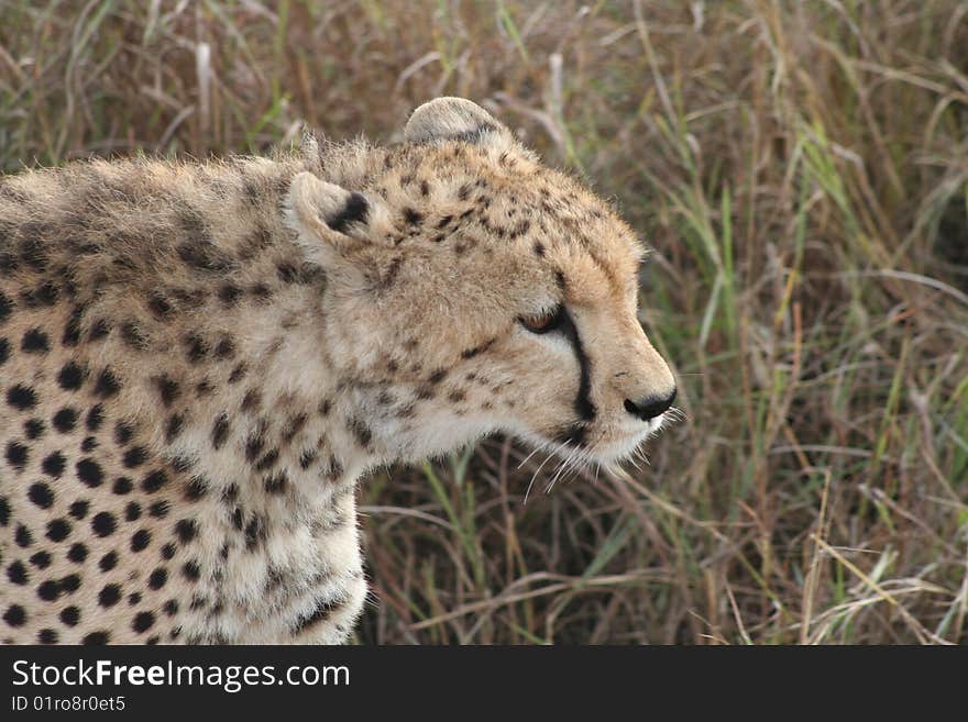 Cheetah stalking prey, Masai Mara NP, Kenya