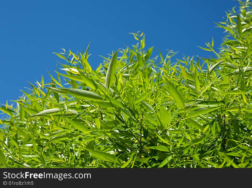 Bright blue sky and green tree