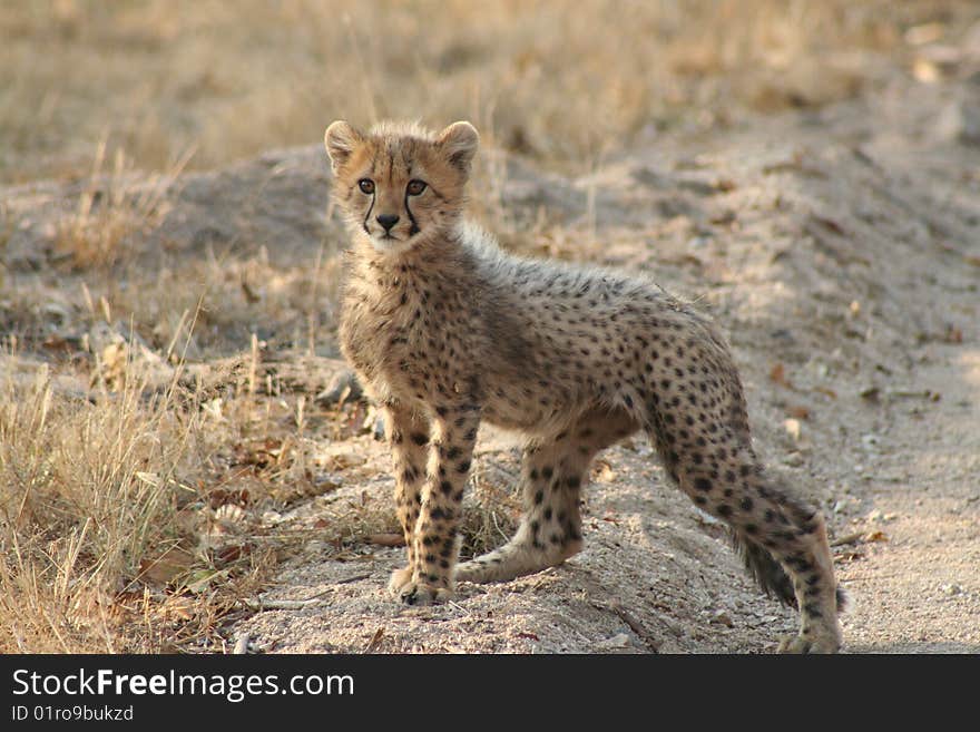 Cheetah cub alert and watching a warthog in the distance, Masai Mara NP, Kenya