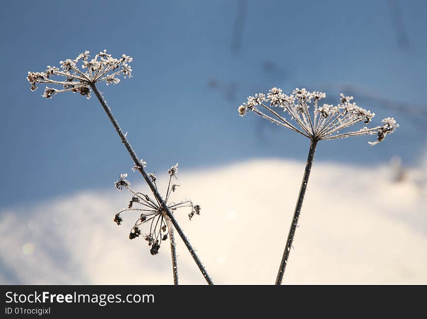 Frozen grasses