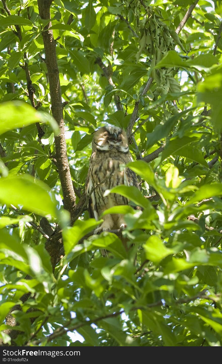 Wild eagle owl