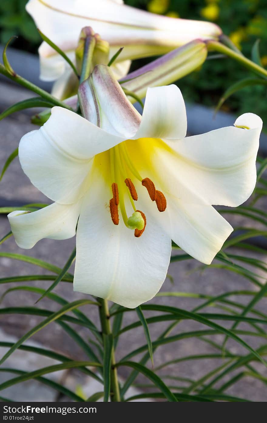 White Lily