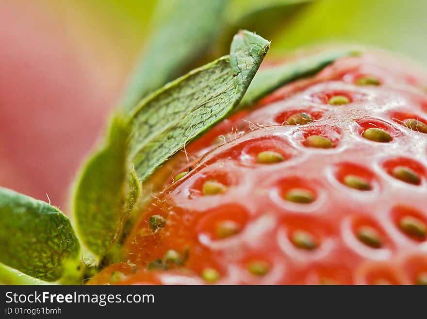 Delicious Strawberry Macro