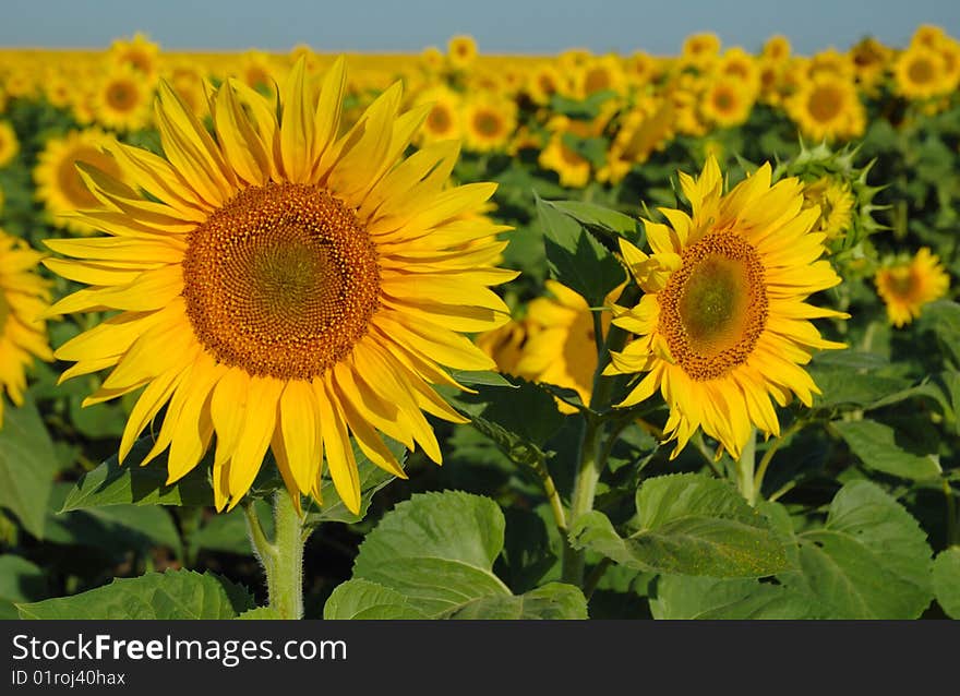 Field of golden sunflowers