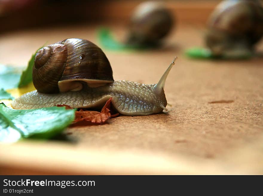 A group of gastropods having dinner