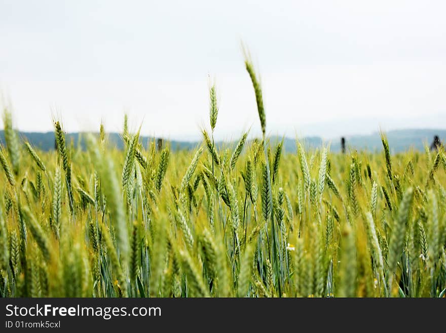 Green corn field with waterdrops