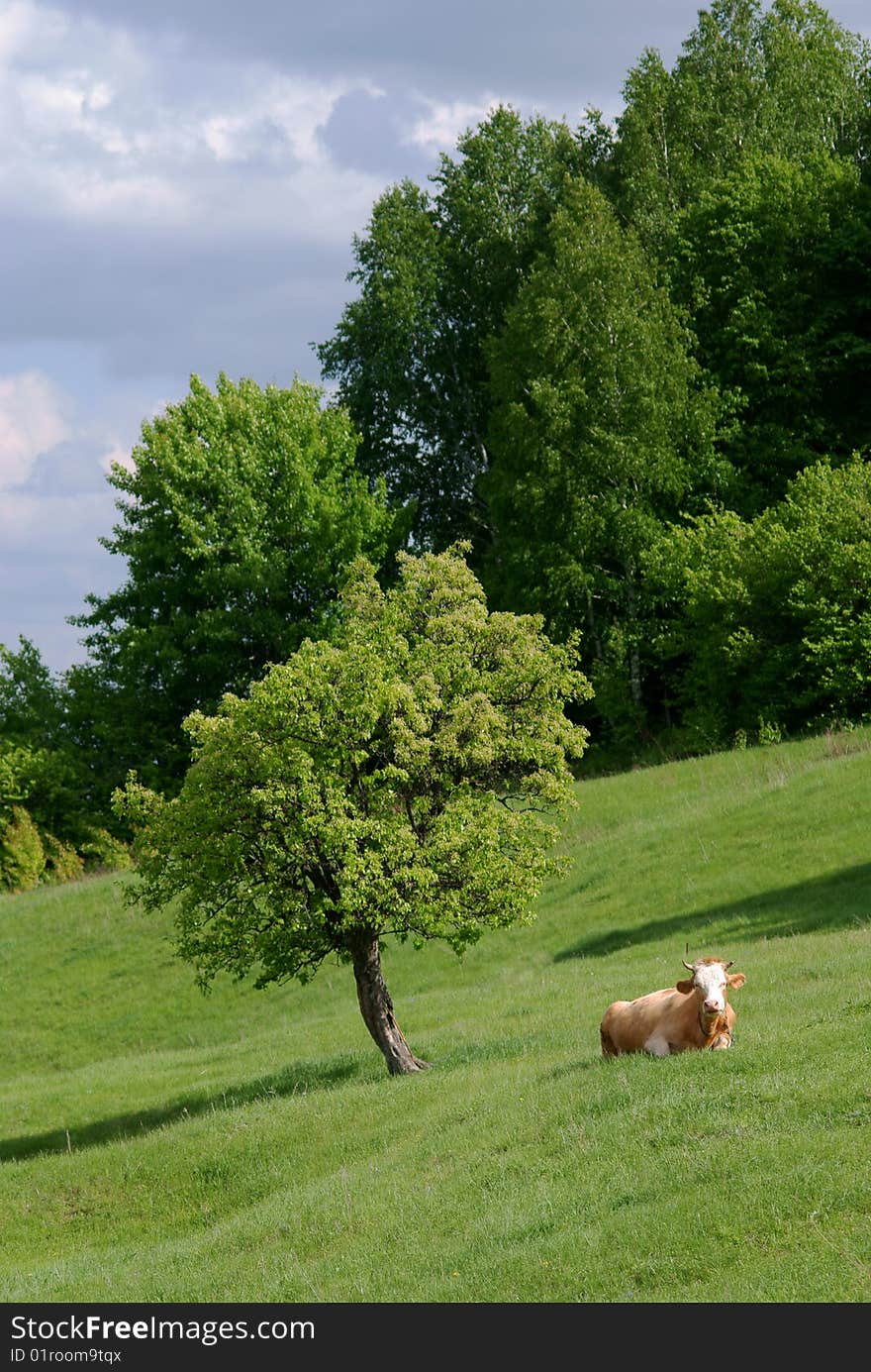 Cow and tree