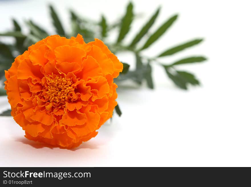 Orange flower