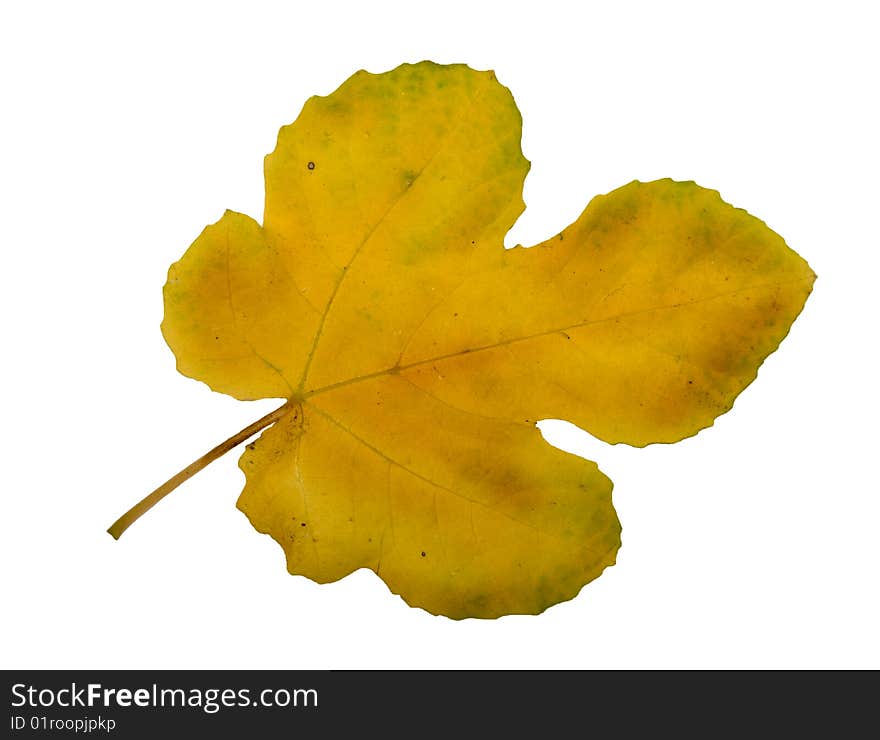 Yellow five-lobed Autumn leaf isolated on white. Yellow five-lobed Autumn leaf isolated on white