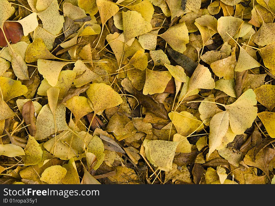 Autumn leaves from a ginkgo tree carpeting the ground. Autumn leaves from a ginkgo tree carpeting the ground