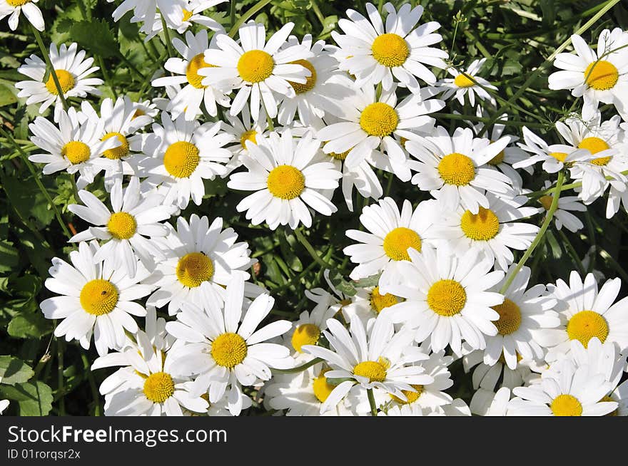 Camomiles on a floor