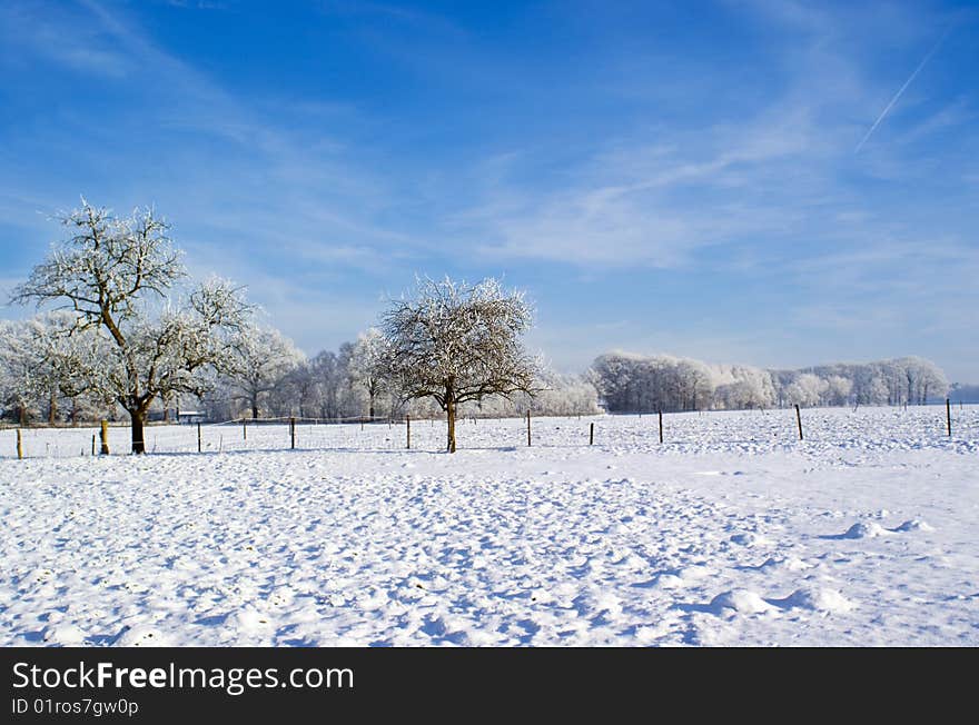 Snowy nature.