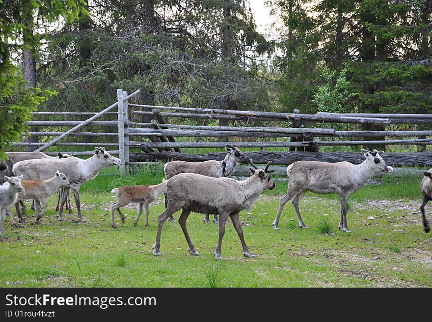 Reindeers in the north of Sweden