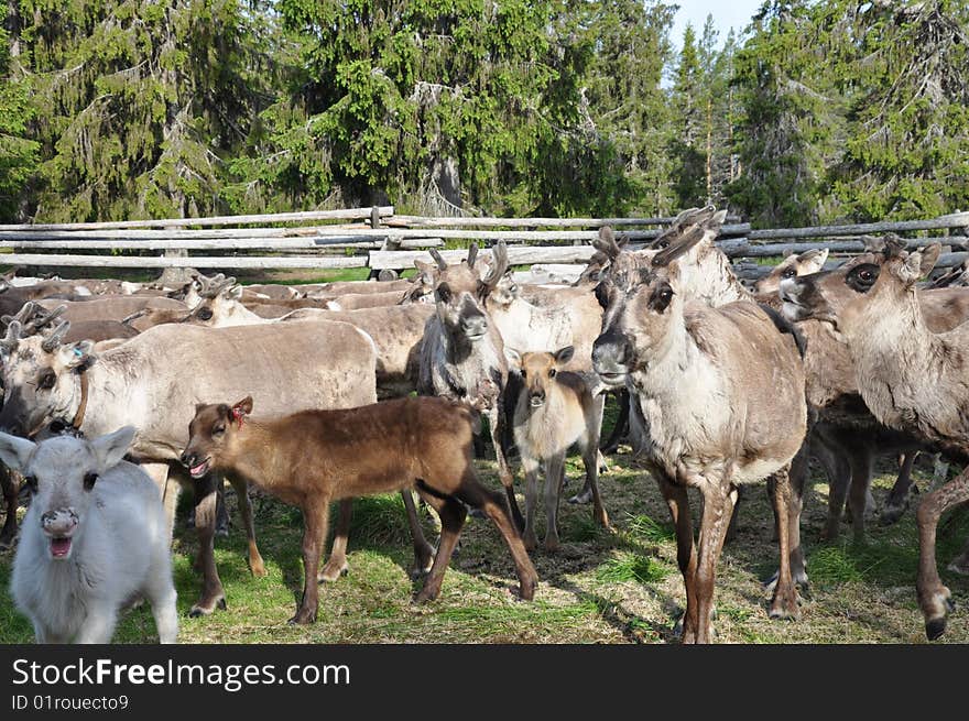 Reindeers in the north of Sweden