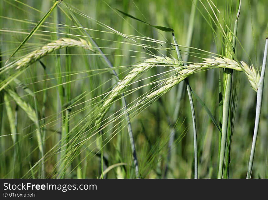 Golden wheat before harvest