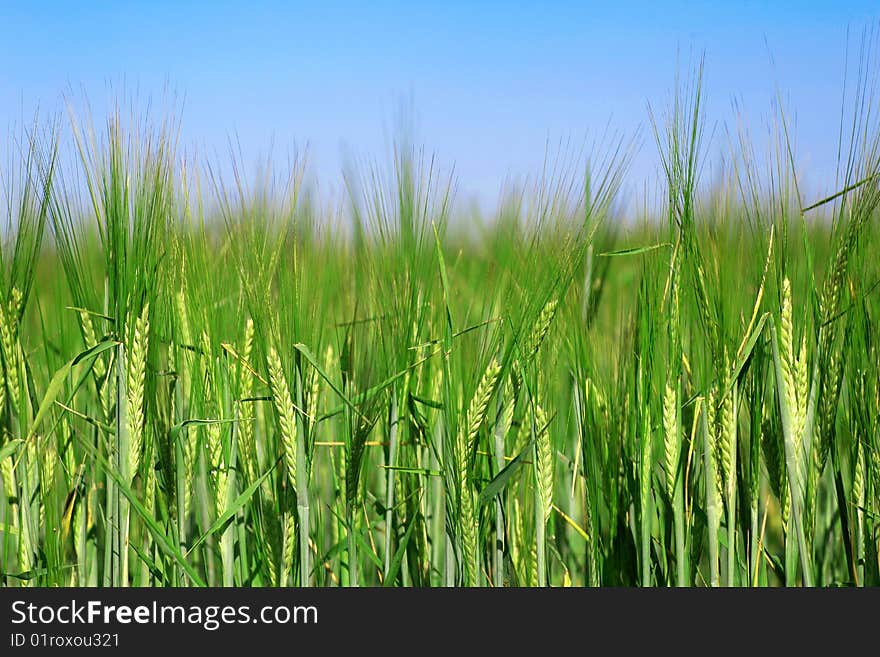 Green ear of rye before harvest