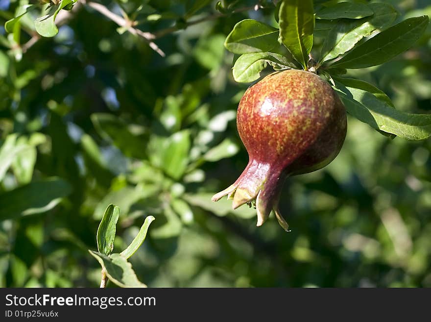 Single pomegranate in an orchard