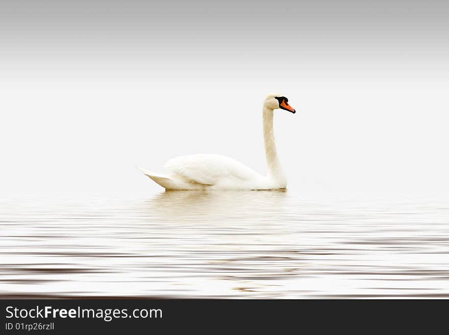 White Swan