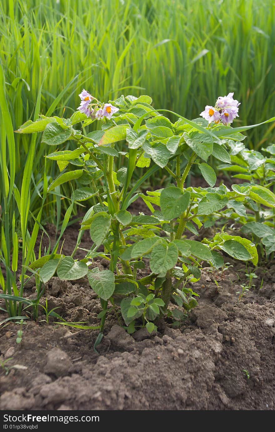 The plant of potatoes with flowers. The plant of potatoes with flowers