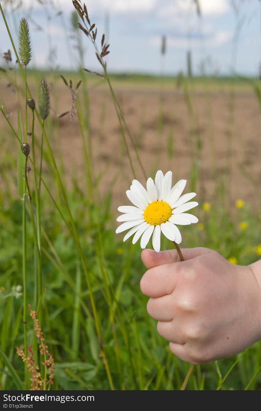 The big chamomille in little hand. The big chamomille in little hand