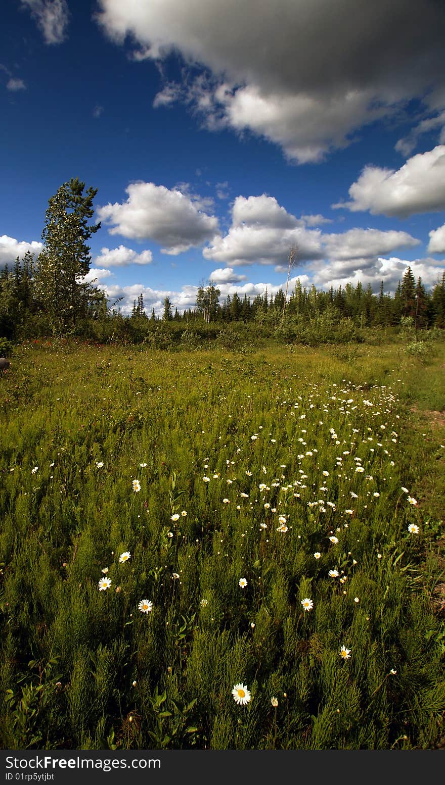 Field of Flowers