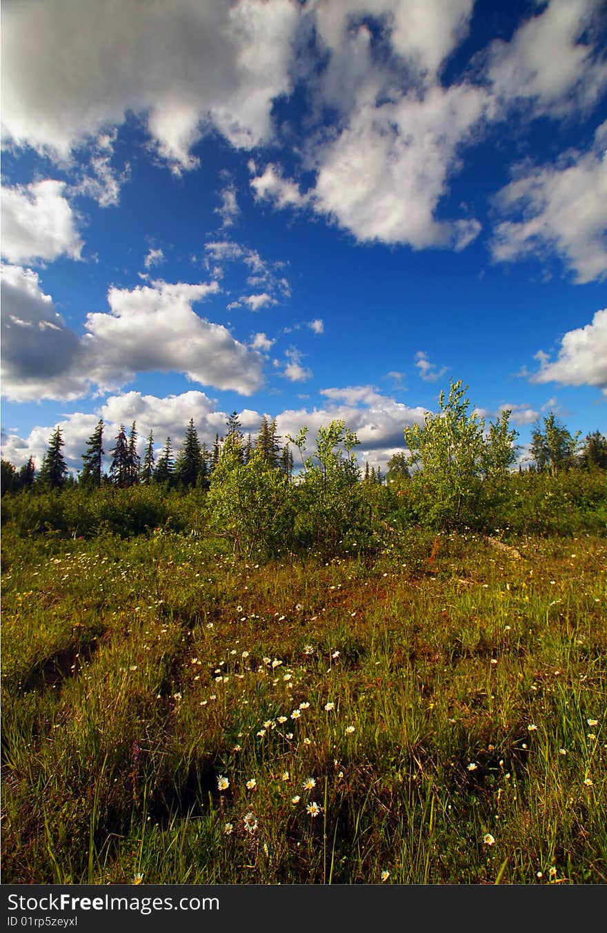 This is a view of a beautiful field of wild daisies in British Columbia, Canada. This is a view of a beautiful field of wild daisies in British Columbia, Canada.