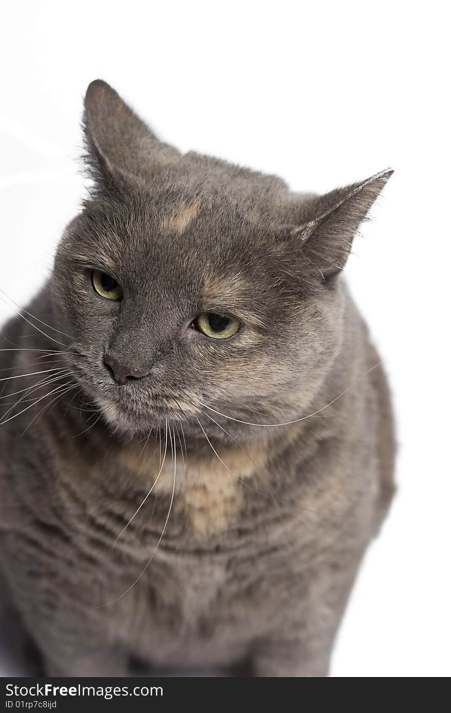 Gray and beige cat with angry expression. Gray and beige cat with angry expression