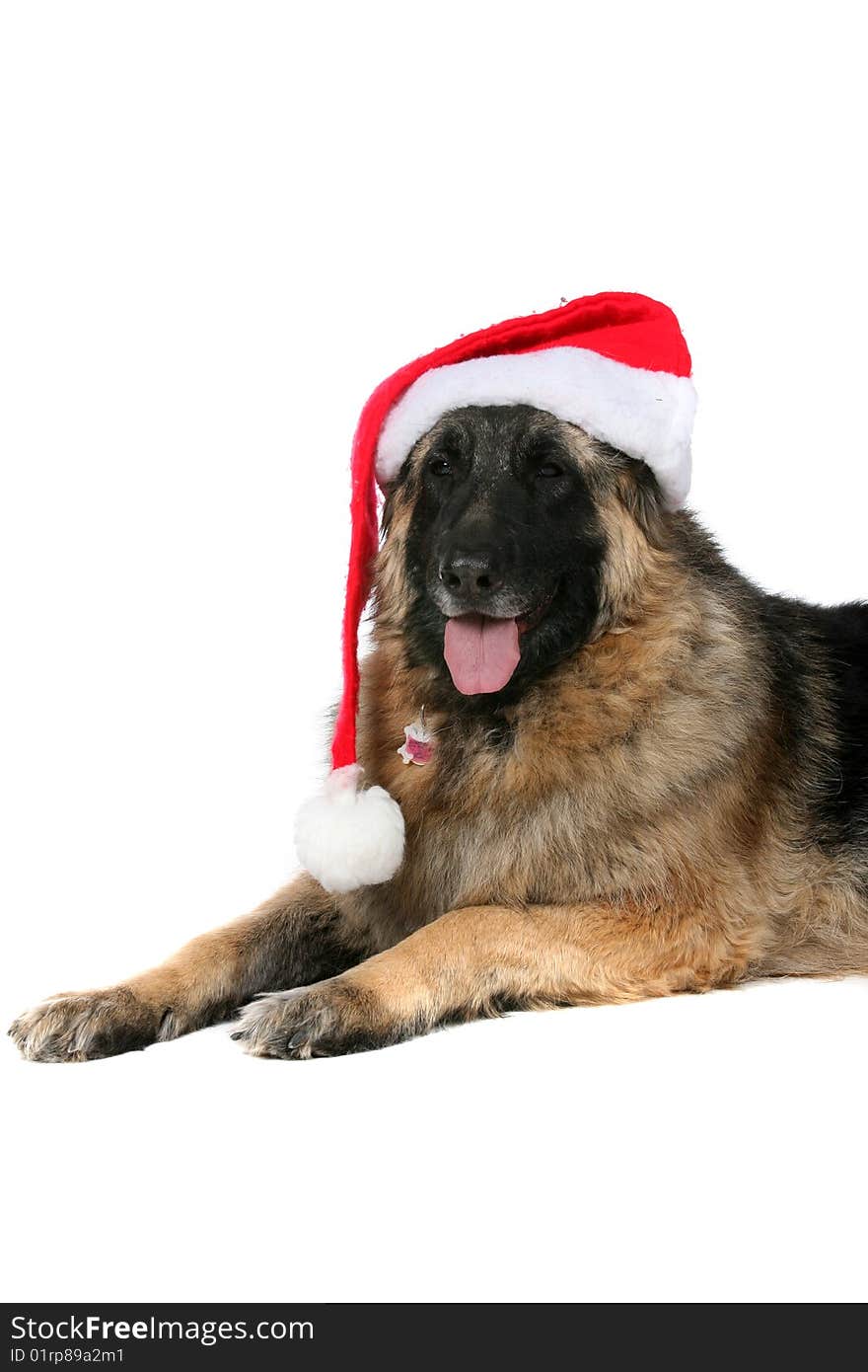 Large dog with tongue out and santa hat