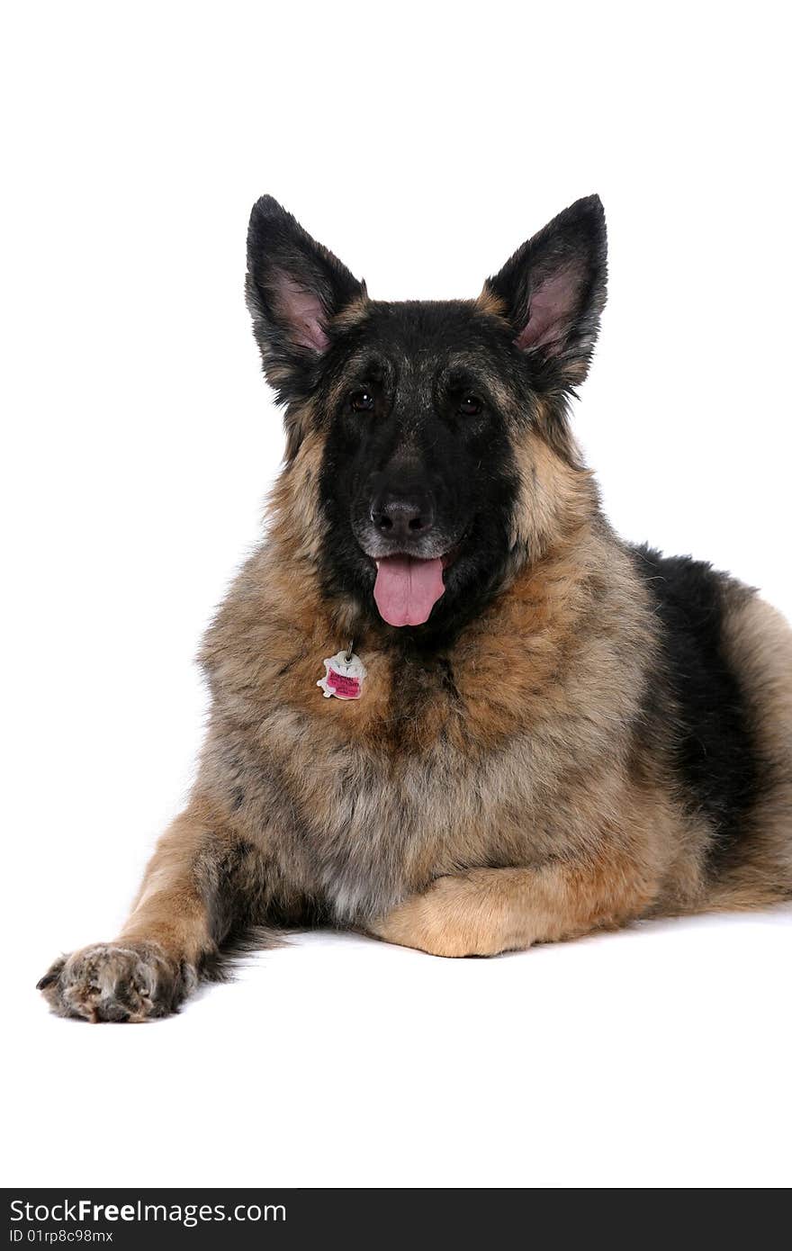 Large brown and tan dog with tongue out