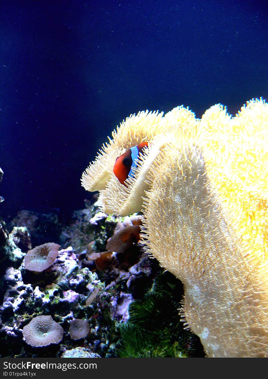 Shy Clown Fish