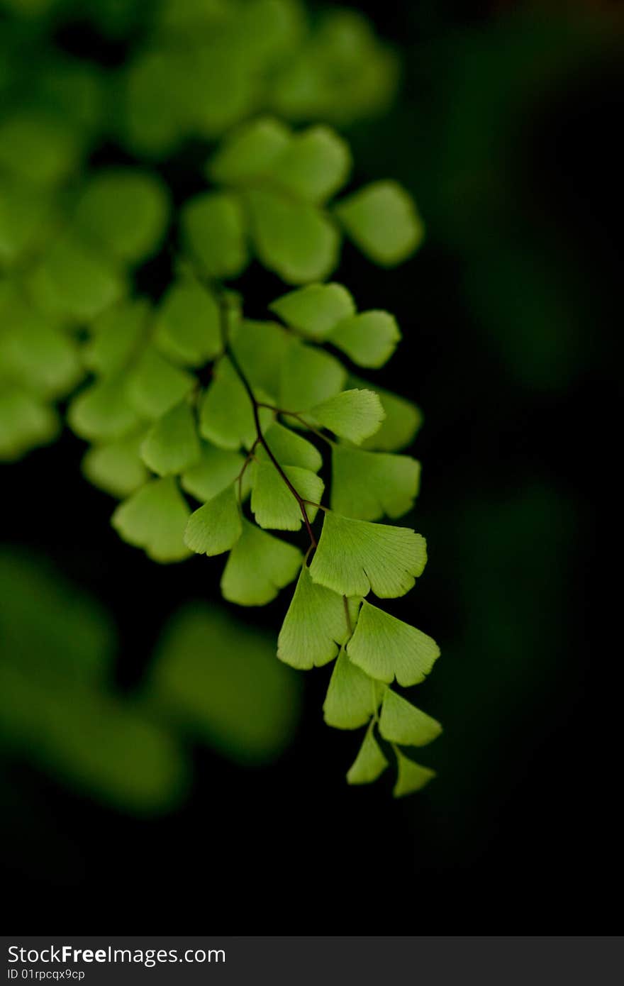 Fresh leaves against black background shot in morning