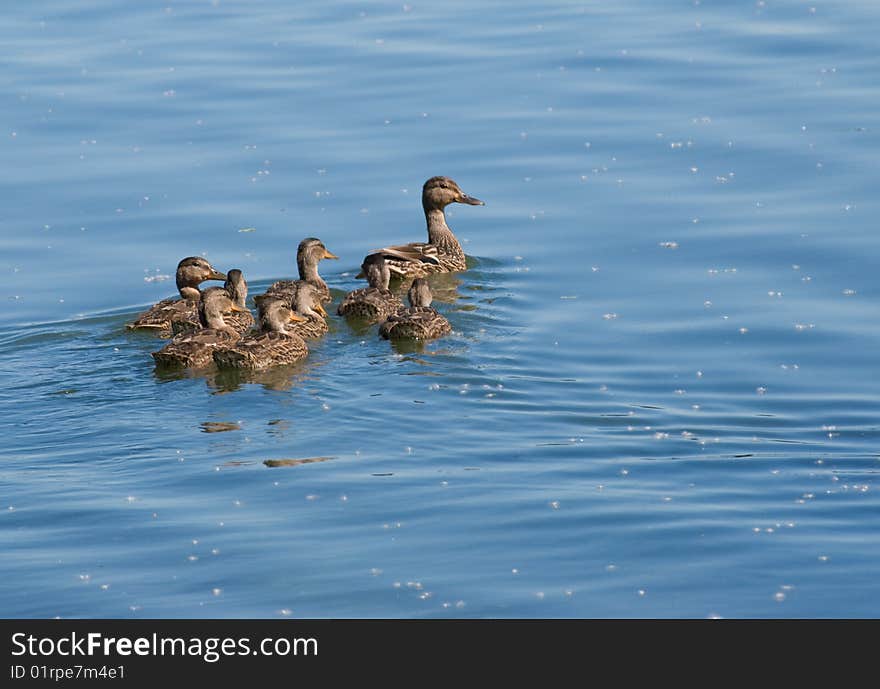 Ducks