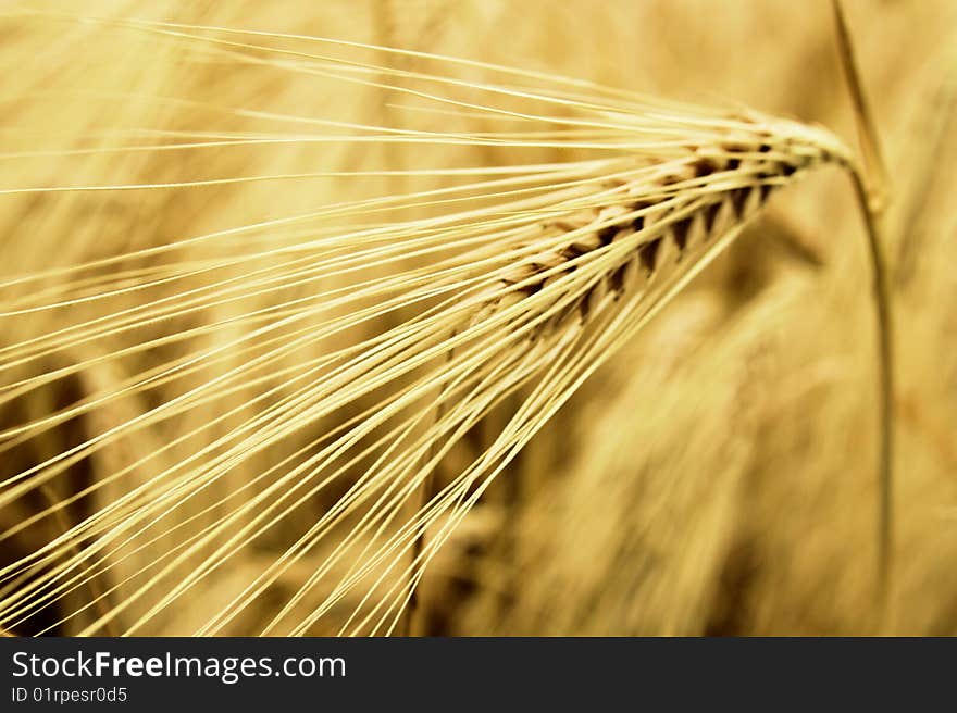 Closeup wheat in summer field. Closeup wheat in summer field