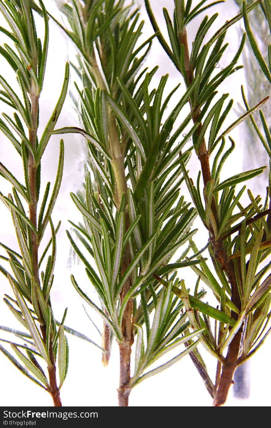 Fresh green rosemary on ice