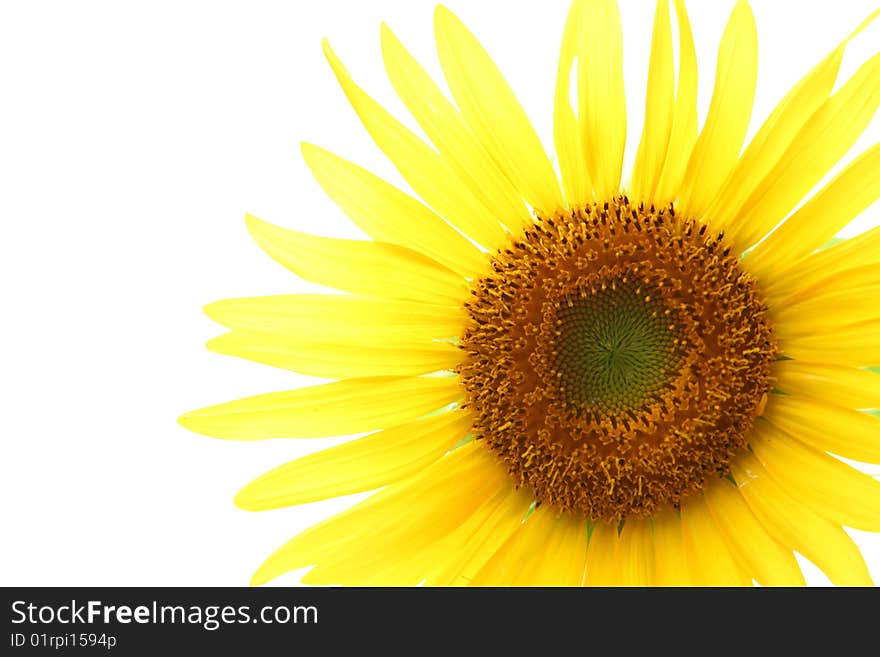 Beautiful yellow sunflower on a white backfround