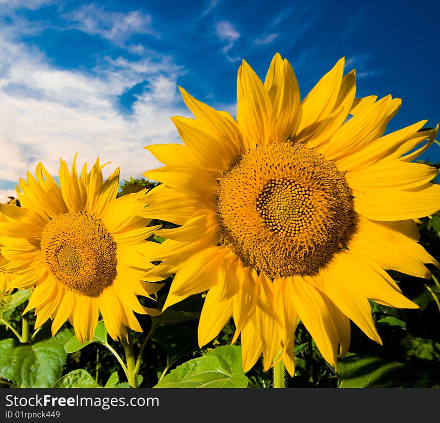 Gold Sunflower