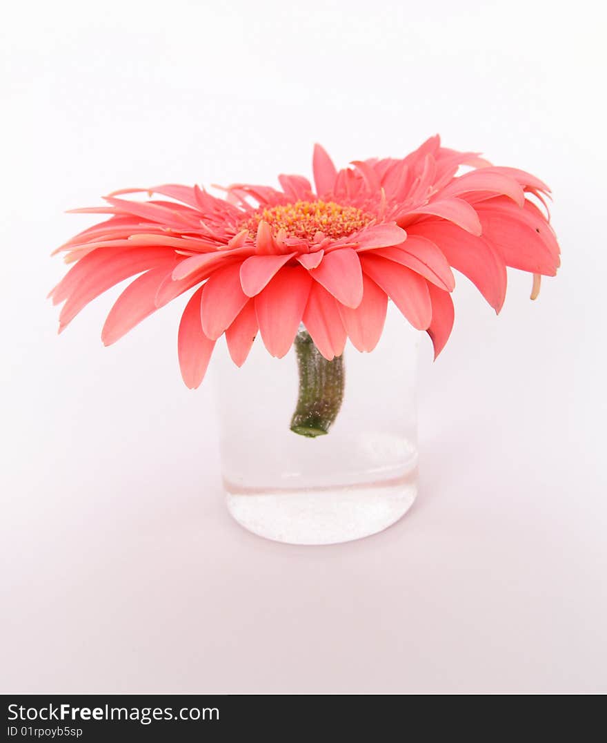 Pink flower of gerber in small glass vase isolated on white