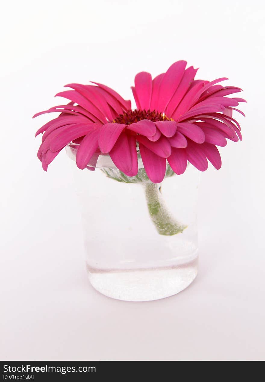 Purple flower of gerber in small glass vase isolated on white