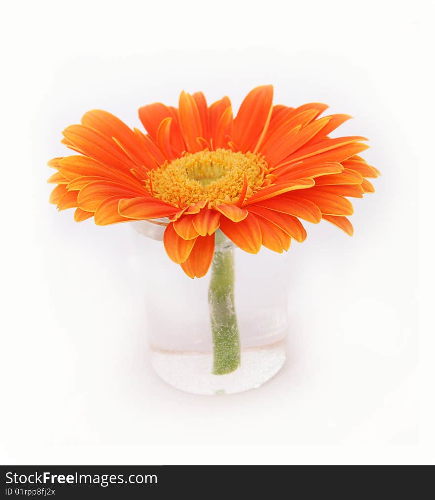 Orange flower of gerber in small glass vase isolated on white