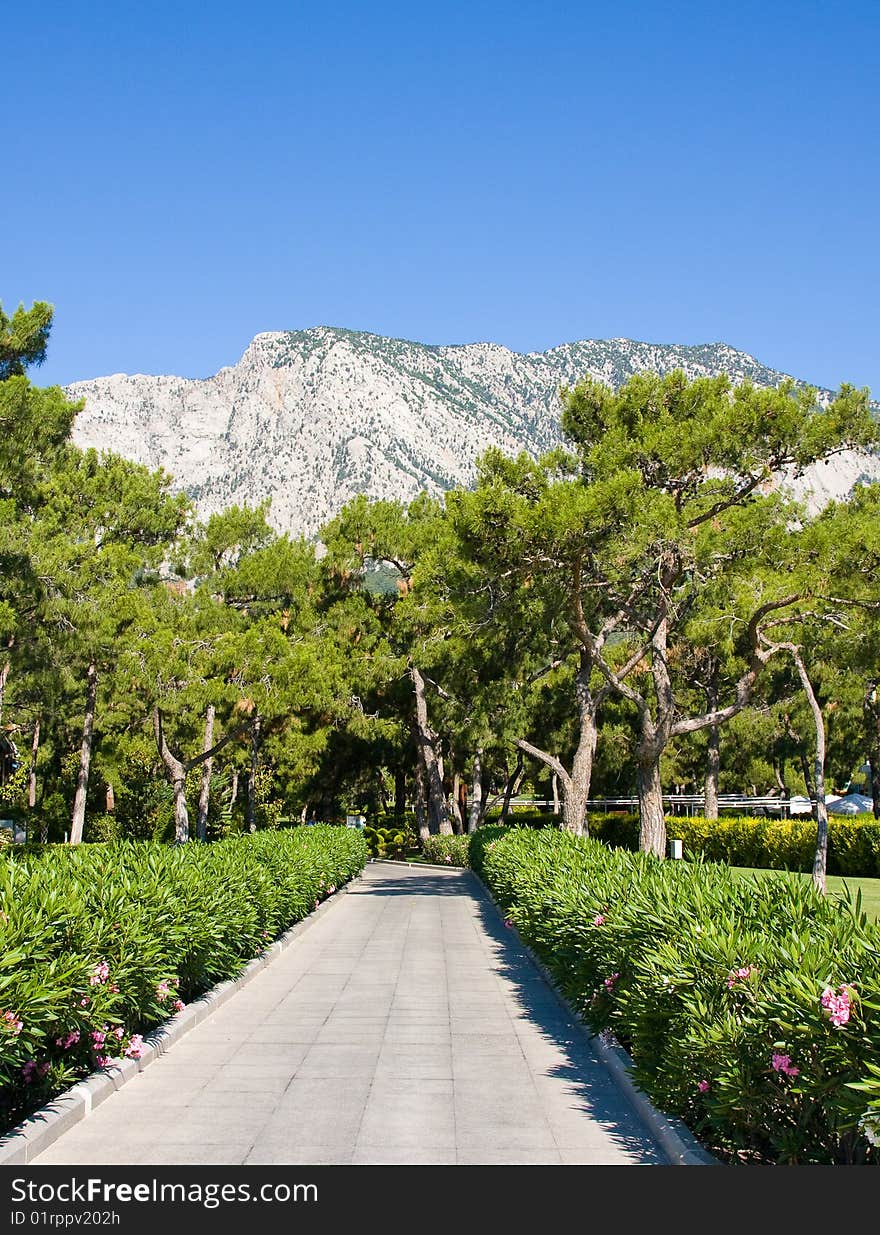 Boulevard, under the sun and the forest road