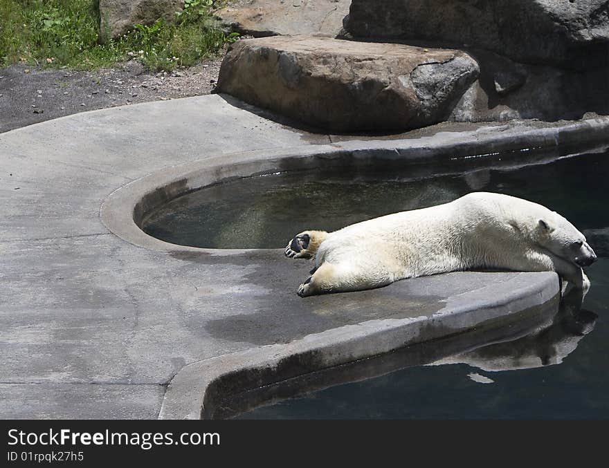 Polar bear sleeping by pool. Polar bear sleeping by pool