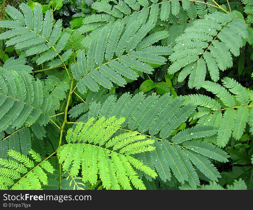 Various shades of green ferns.