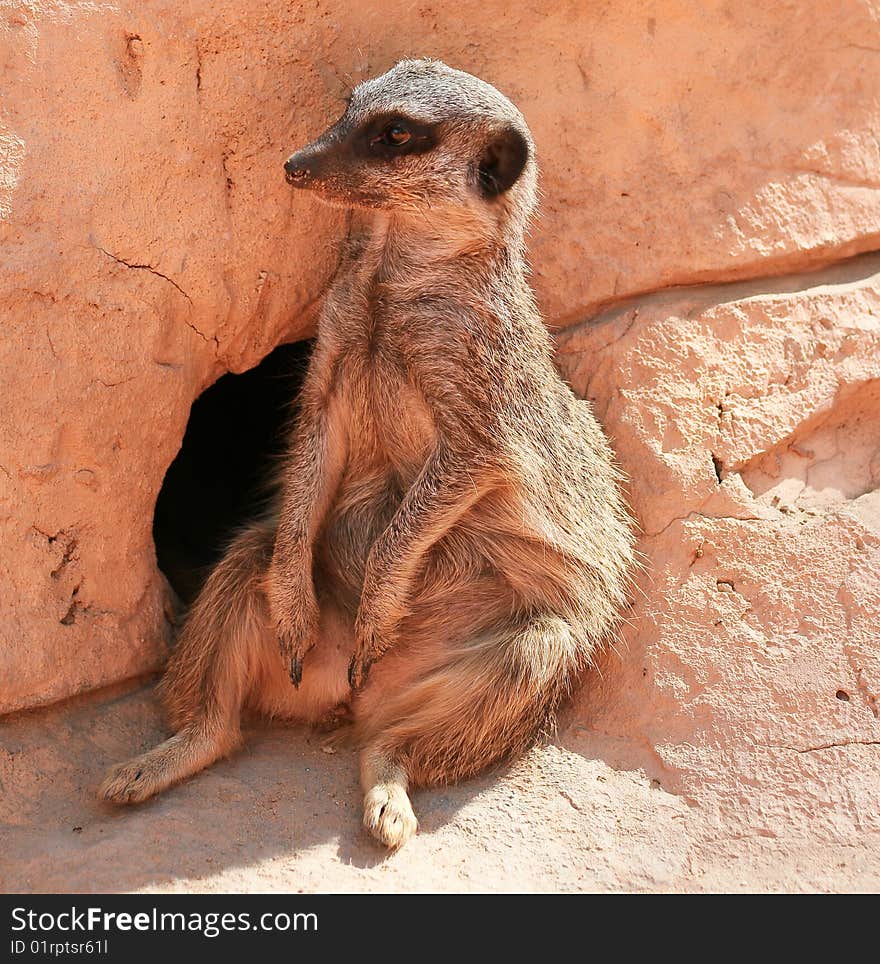 Suricate