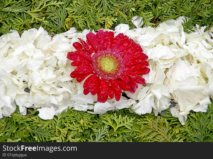 Red daisy with white petals and green sheets of cedar