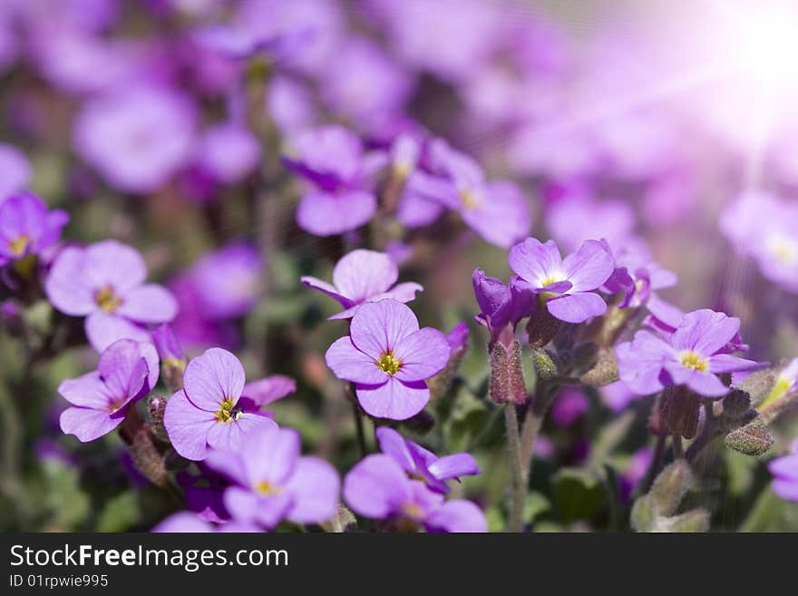 Beautiful blue flowers -  macro background . Beautiful blue flowers -  macro background .