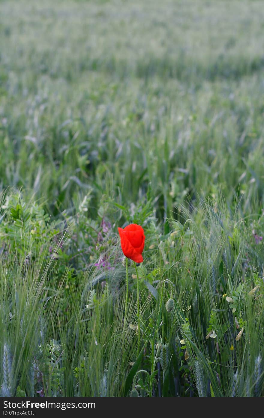 Poppy In Green Field